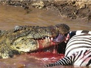 Cận cảnh "bữa tiệc" trên sông linh đình của loài cá sấu
