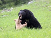 Gấu con bị bố giết vì màu lông khác biệt
