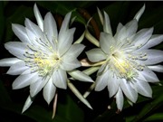 Top 10 loài hoa nở về đêm đẹp nhất trên thế giới