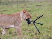 Sư tử cái "nhai nát" máy ảnh nhiếp ảnh gia