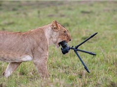 Sư tử cái "nhai nát" máy ảnh nhiếp ảnh gia