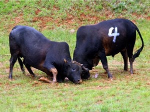 Kinh hoàng cảnh đấu bò man rợ ở Trung Quốc