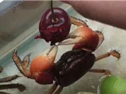 Clip: Chiêm ngưỡng chú cua ăn trái cherry cực kỳ dễ thương