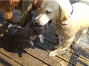 Chó trổ tài bắt cá trê ở dưới nước siêu đẳng