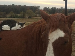 Ngạc nhiên trước tình bạn giữa mèo "tí hon" và ngựa "khổng lồ"