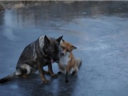 Tình bạn tuyệt đẹp của chó săn và cáo đỏ hoang dã
