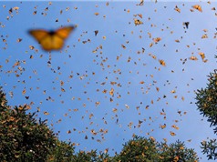 Ngắm “vương quốc” bươm bướm đẹp nhất thế giới dưới ống kính nhiếp ảnh gia 