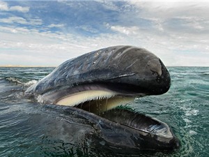 Ảnh độc về cá voi và cá heo hoang dã