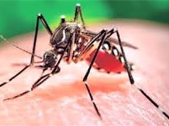 Thử nghiệm thành công vaccine chống virus Zika trên động vật