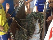 Bắt được cá sấu khủng ở Hà Nội; tạp chí khoa học Việt vào cơ sở dữ liệu ISI