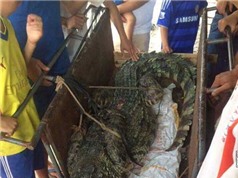 Bắt được cá sấu khủng ở Hà Nội; tạp chí khoa học Việt vào cơ sở dữ liệu ISI