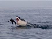 Thót tim hải cẩu thoát chết ngoạn mục khỏi hàm cá mập