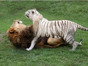 Sự thân mật hiếm có giữa hổ trắng quý hiếm và sư tử