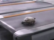 Clip: “Chết cười” với chú rùa chạy bộ bằng máy