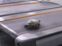 Clip: “Chết cười” với chú rùa chạy bộ bằng máy