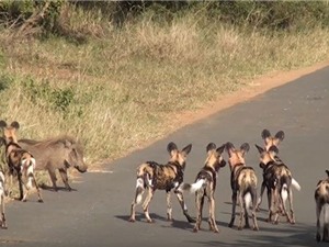 Màn chạm trán nảy lửa giữa lợn rừng và chó hoang