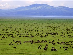 TOP 10 khu bảo tồn động vật hàng đầu châu Phi
