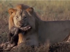 "Ớn lạnh" trước cảnh sư tử đực ăn thịt linh cẩu con