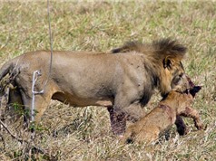 "Rợn tóc gáy" cảnh sư tử cái bị đồng loại ăn thịt