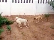 2 chú chó hợp sức cắn đứt đôi rắn 1,5 mét để cứu chủ