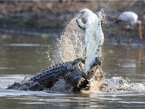 Hãi hùng cá sấu ăn thịt đồng loại tàn khốc