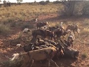 Khốc liệt cảnh tượng chó hoang giết lợn rừng