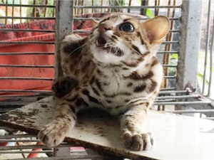 Phát hiện cá thể mèo rừng ở Hậu Giang