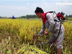 Khám phá máy cắt lúa vùng đồng trũng nâng cao gấp 10 lần năng suất