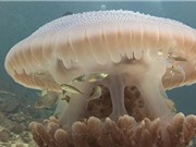 Cá nhỏ thông minh xin sứa khổng lồ bảo vệ