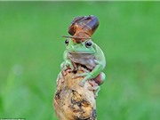 Ngộ nghĩnh ốc sên cưỡi đầu ếch xanh ngắm cảnh