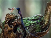 Những hình ảnh đẹp về tình mẫu tử của loài chim
