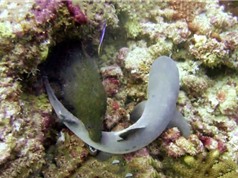 Cá mập vật vã trốn khỏi hàm lươn Moray sắc lạnh
