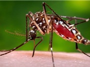 "Điểm danh" 10 loài côn trùng nguy hiểm nhất thế giới