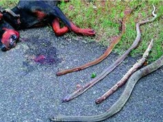 Chó cắn chết 4 rắn độc cứu chủ