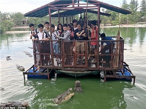 Sợ hãi cảnh khách du lịch cho cá sấu đói ăn thịt