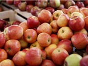 Cách cực hay kiểm tra xem táo có bị phun hóa chất độc hại hay không