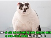 ĐỘC - LẠ: Mèo dễ béo phì, ổi nhiều vitamin C hơn cam