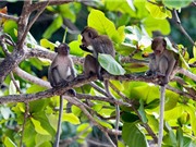 Cảnh độc: Những con khỉ nắm đuôi nhau đánh đu