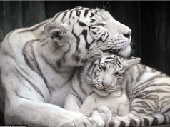 Khoảnh khắc mẹ con hổ trắng âu yếm nhau trong vườn thú