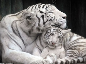 Khoảnh khắc mẹ con hổ trắng âu yếm nhau trong vườn thú