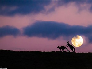 Kangaroo “yêu” lãng mạn dưới ánh trăng
