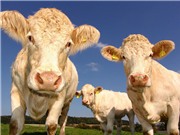 Tăng chất lượng sữa bò bằng hormone hạnh phúc