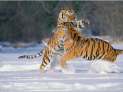 Nổi nóng khi giao phối, hổ cái bị bạn tình giết chết