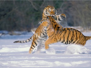 Nổi nóng khi giao phối, hổ cái bị bạn tình giết chết