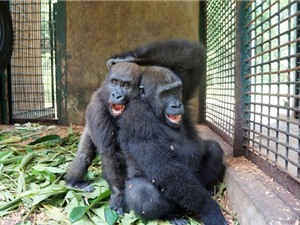 Khỉ đột mồ côi hạnh phúc khi có bạn thân