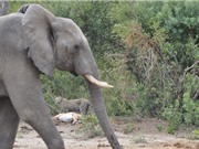 Báo đốm giết linh dương trước voi, hươu cao cổ