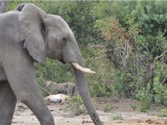 Báo đốm giết linh dương trước voi, hươu cao cổ