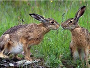 Cận cảnh nghi thức giao phối bạo lực của thỏ nâu