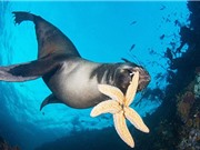 Hải cẩu tinh nghịch đùa giỡn với sao biển