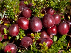Top 5 loại trái cây tốt cho sức khỏe nhất trên thế giới